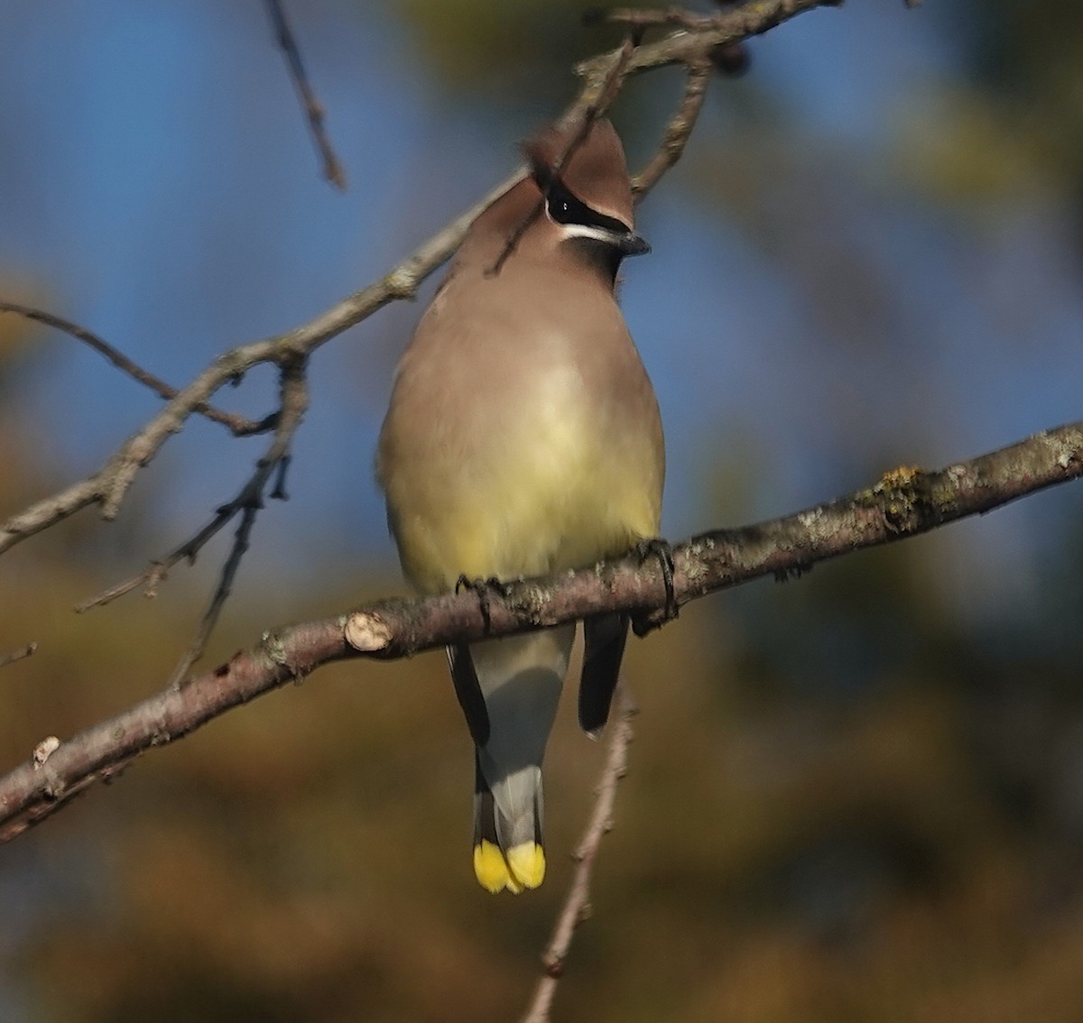 Cedar Waxwing - ML646267088