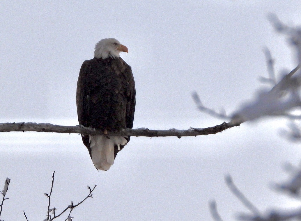 Bald Eagle - ML646267094