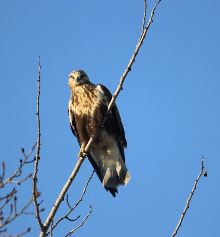 Rough-legged Hawk - ML646267097
