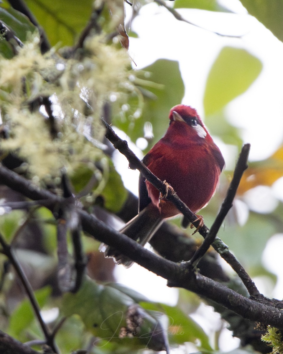 Red Warbler - ML646267107