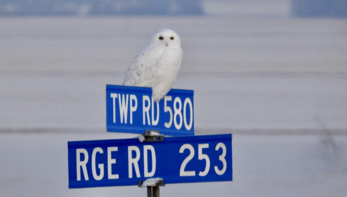 Snowy Owl - ML646267109