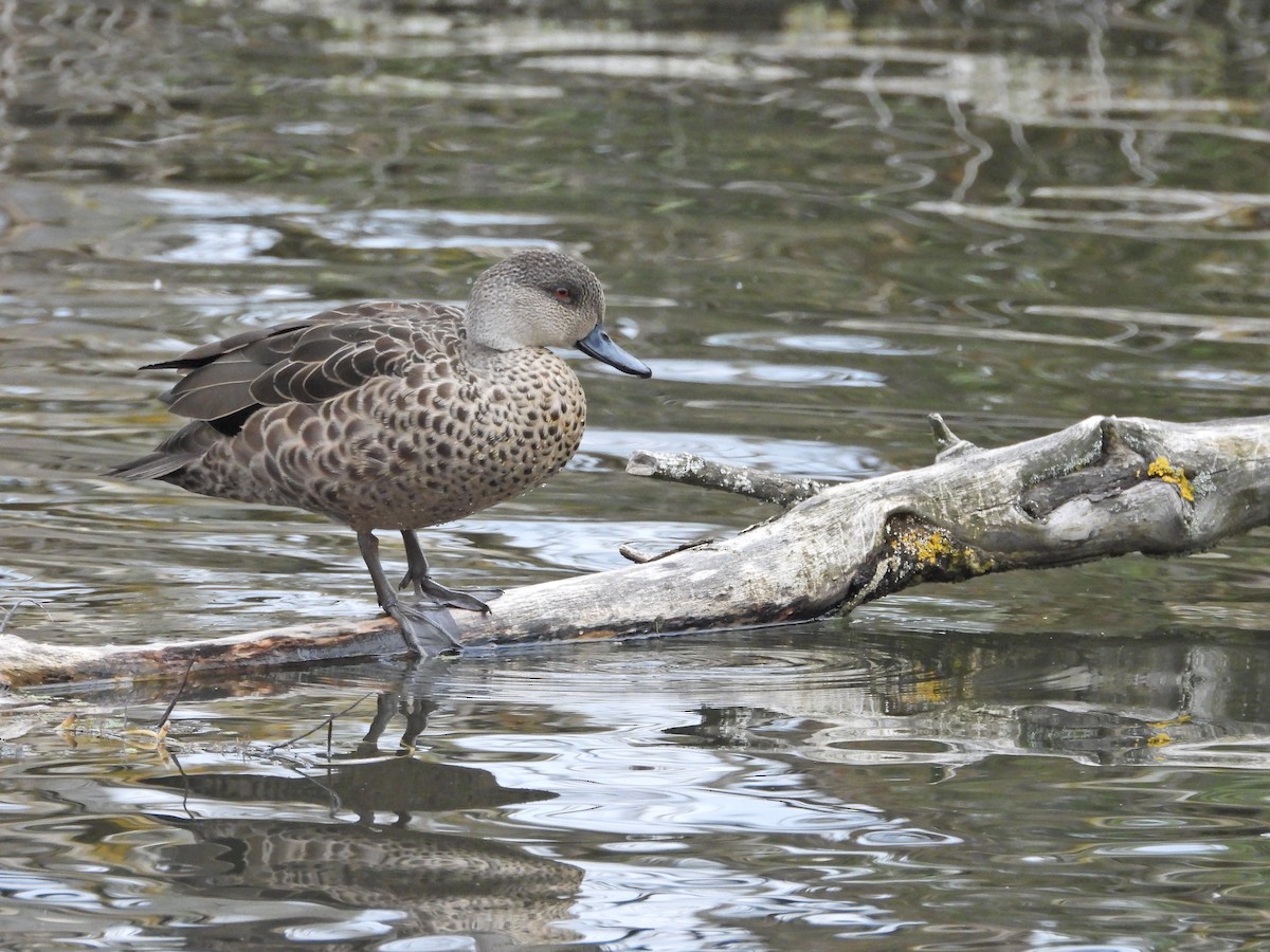 Gray Teal - ML646267110