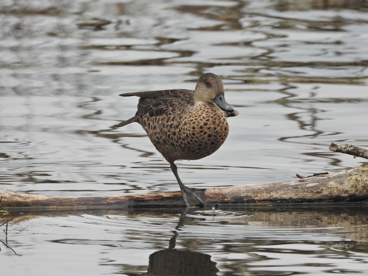 Gray Teal - ML646267111