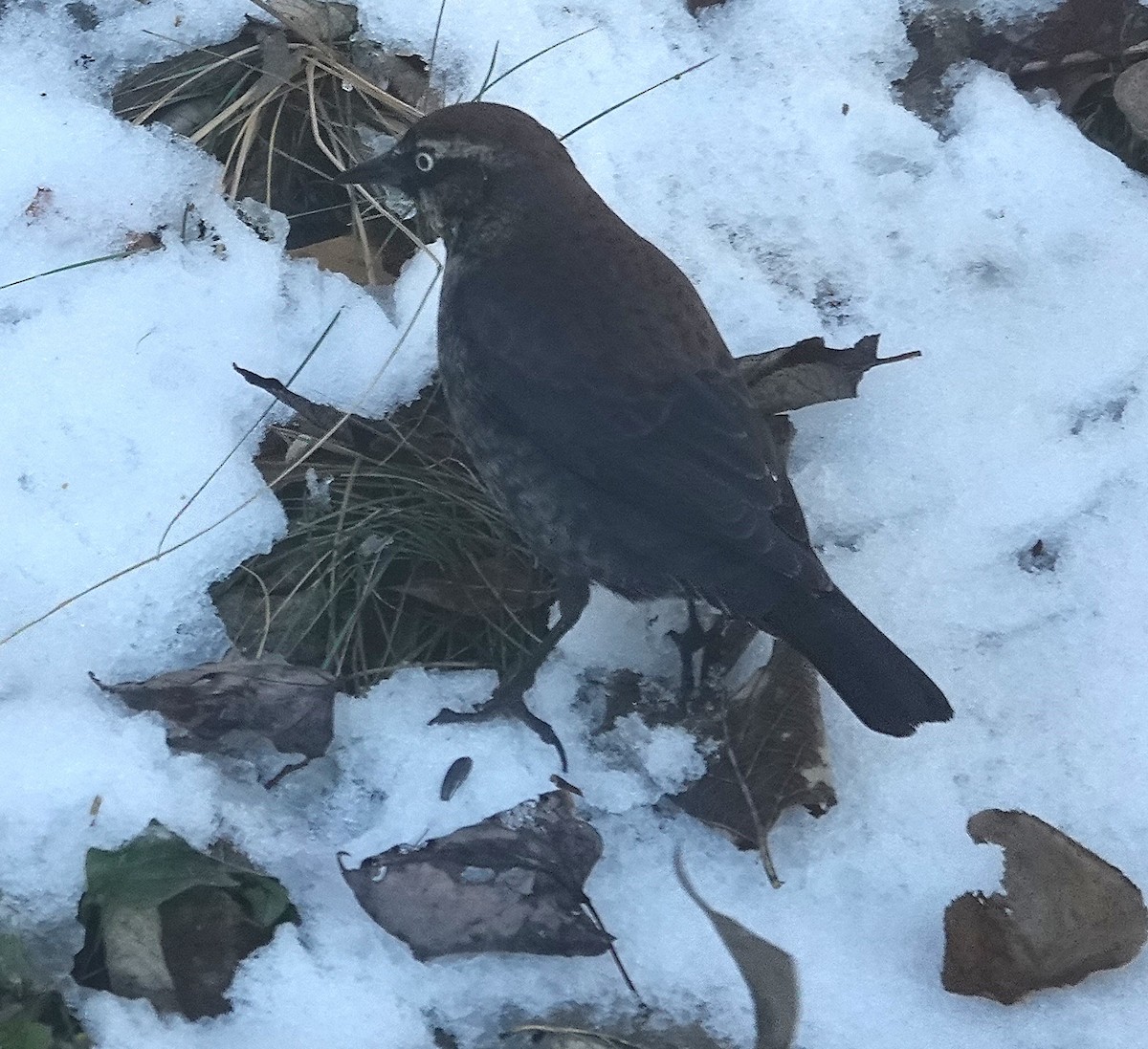 Rusty Blackbird - ML646267114