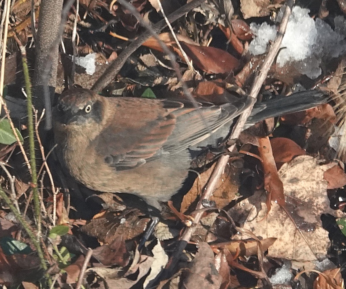 Rusty Blackbird - ML646267115