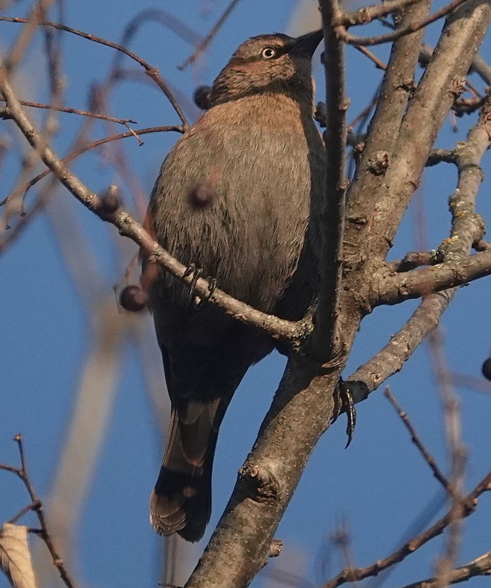 Rusty Blackbird - ML646267116