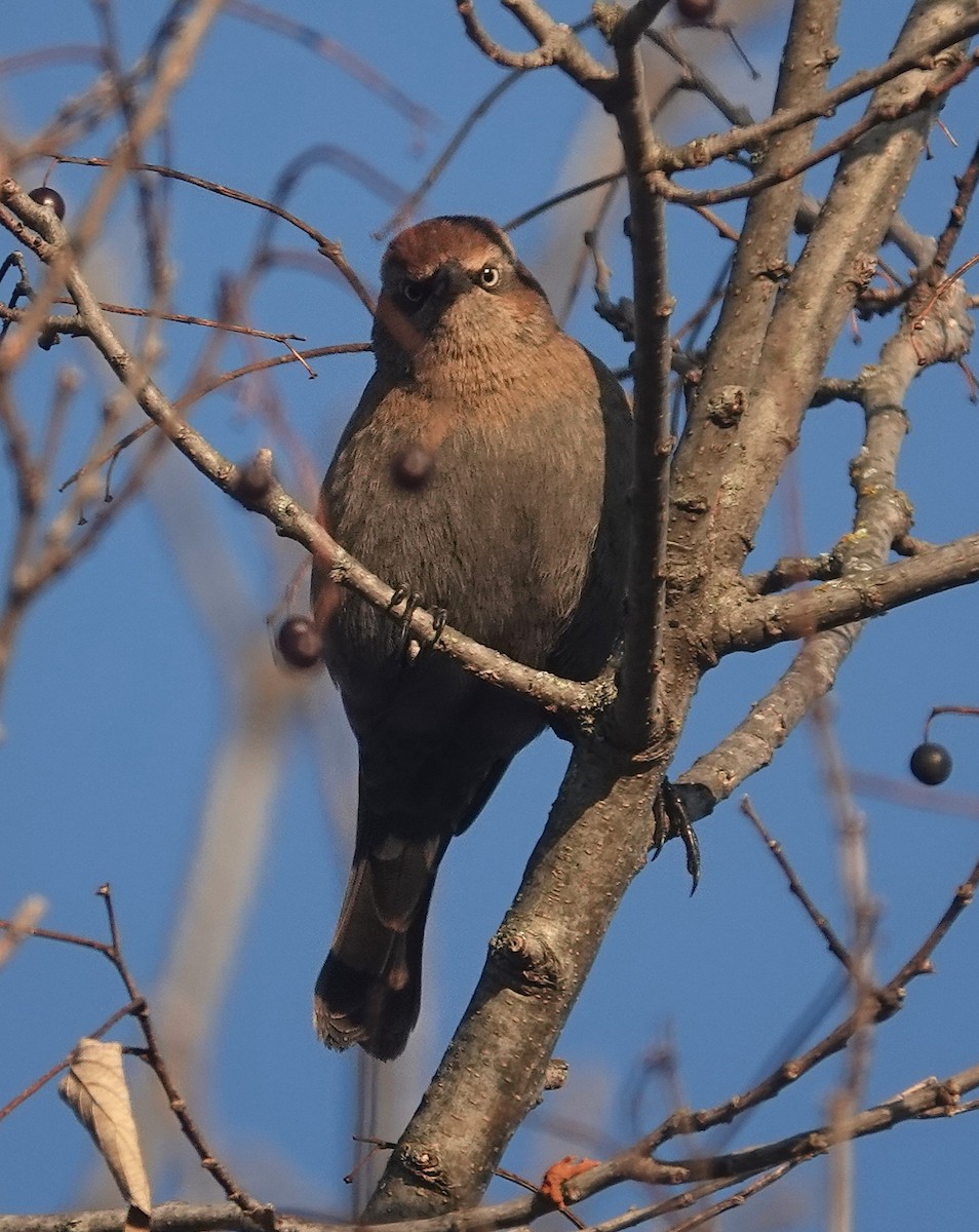Rusty Blackbird - ML646267117