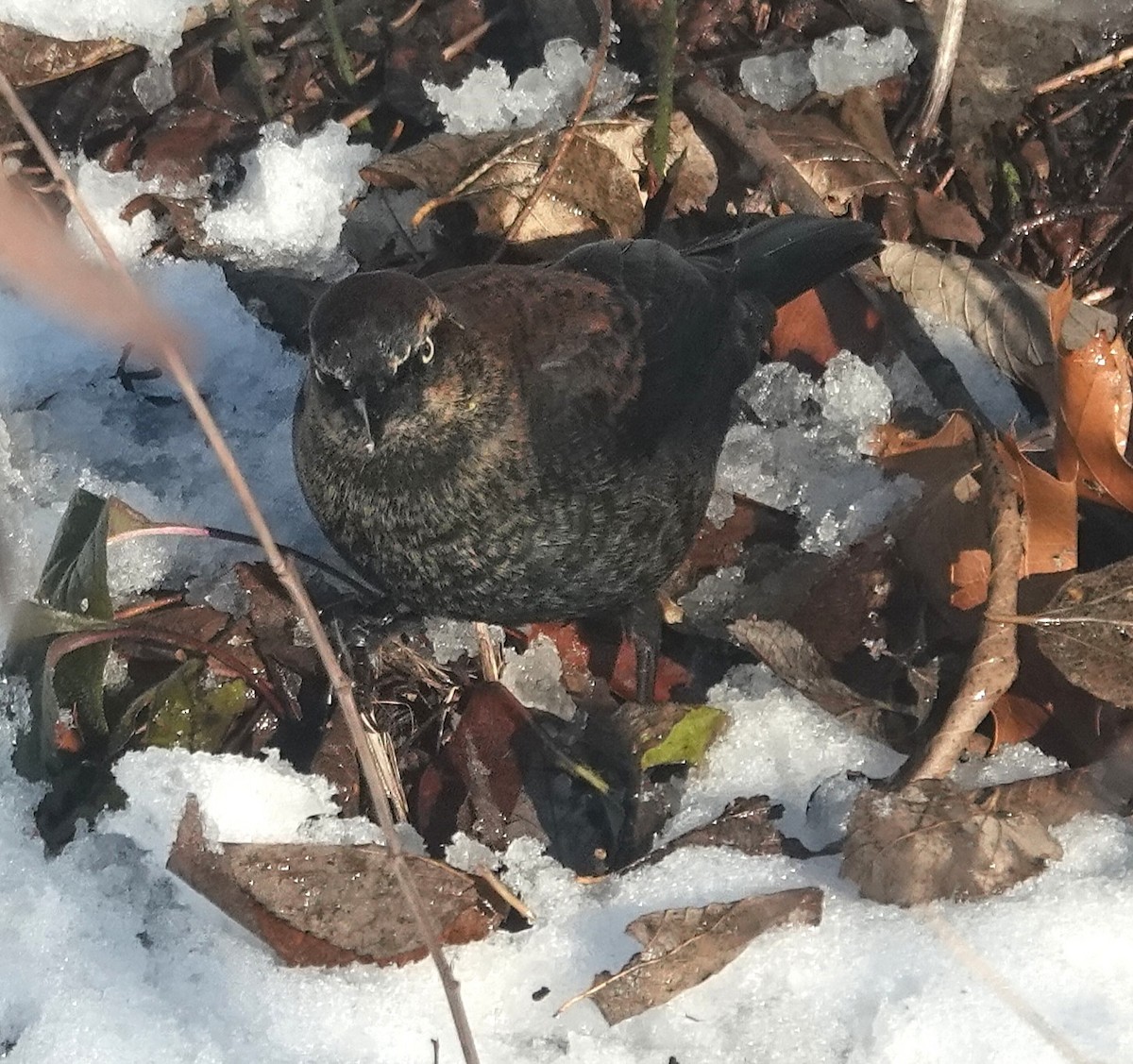Rusty Blackbird - ML646267118