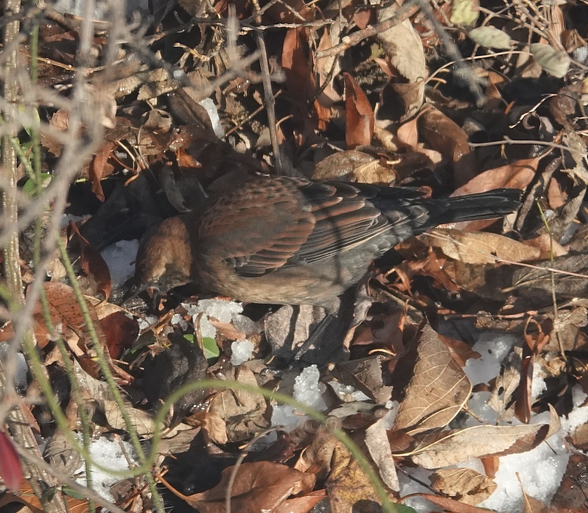 Rusty Blackbird - ML646267119
