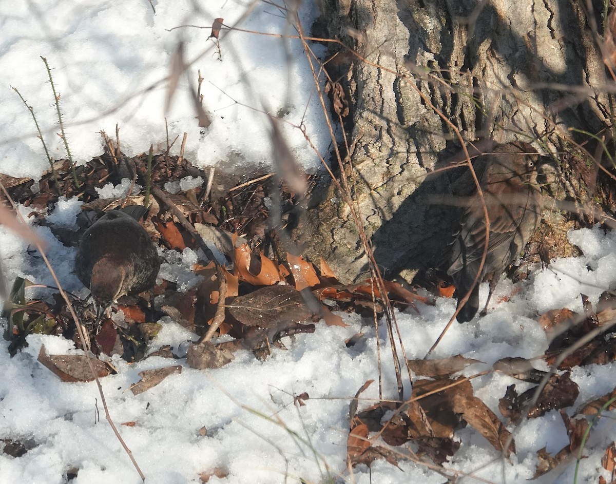 Rusty Blackbird - ML646267121