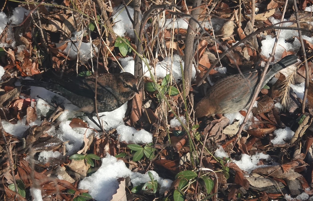 Rusty Blackbird - ML646267122
