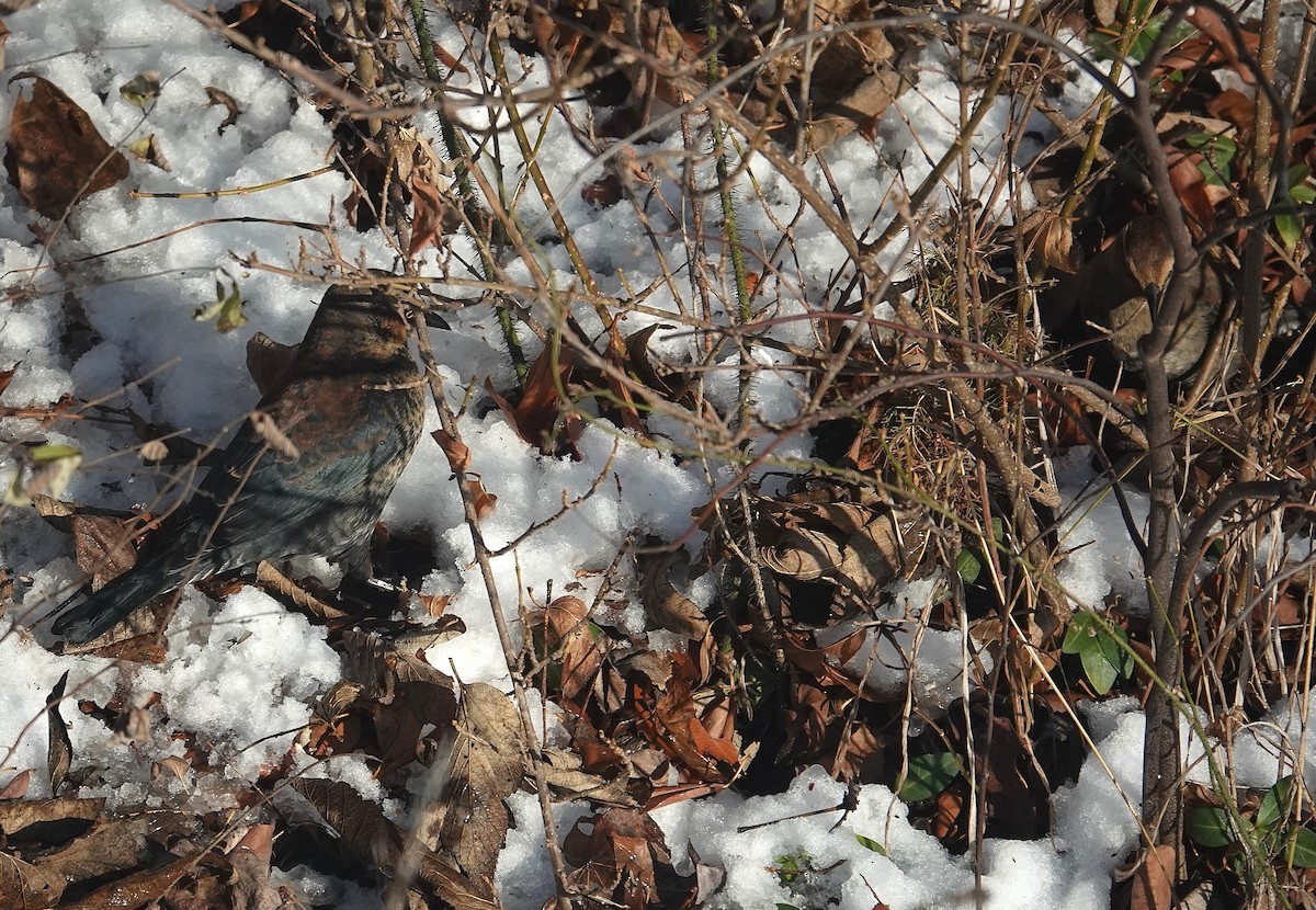 Rusty Blackbird - ML646267123