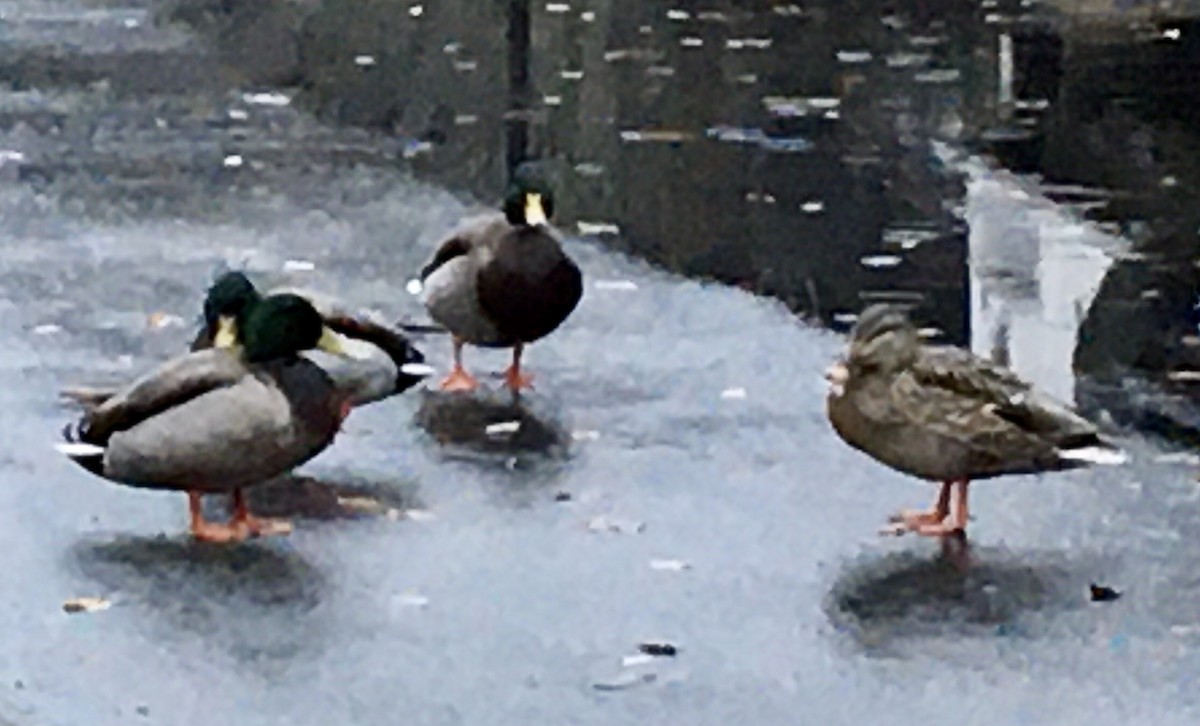 Mallard - ML646267128