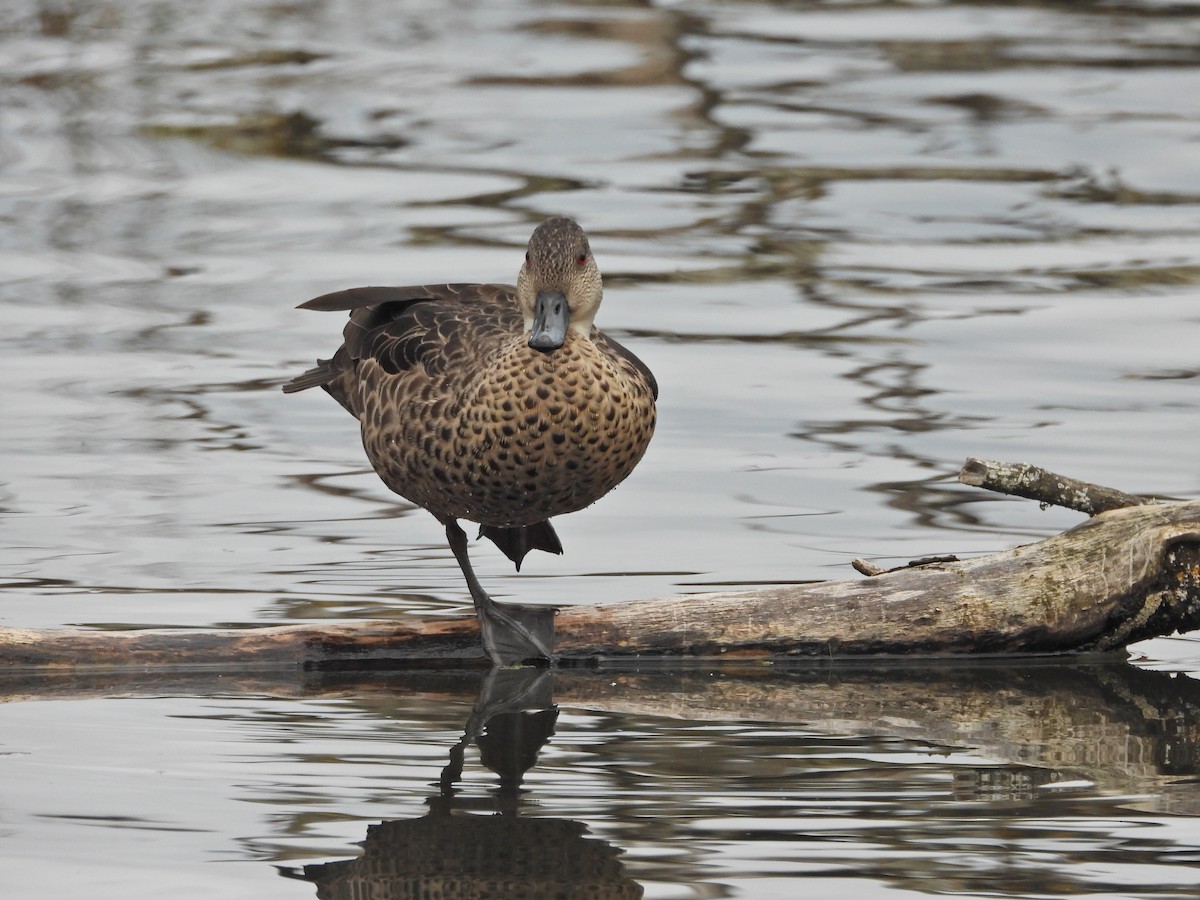 Gray Teal - ML646267129