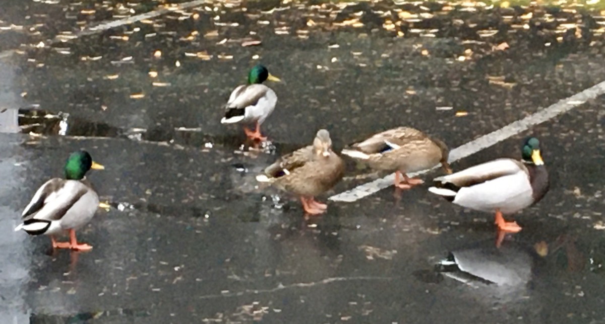 Mallard - ML646267130