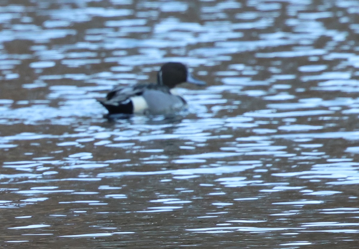 Northern Pintail - ML646267131