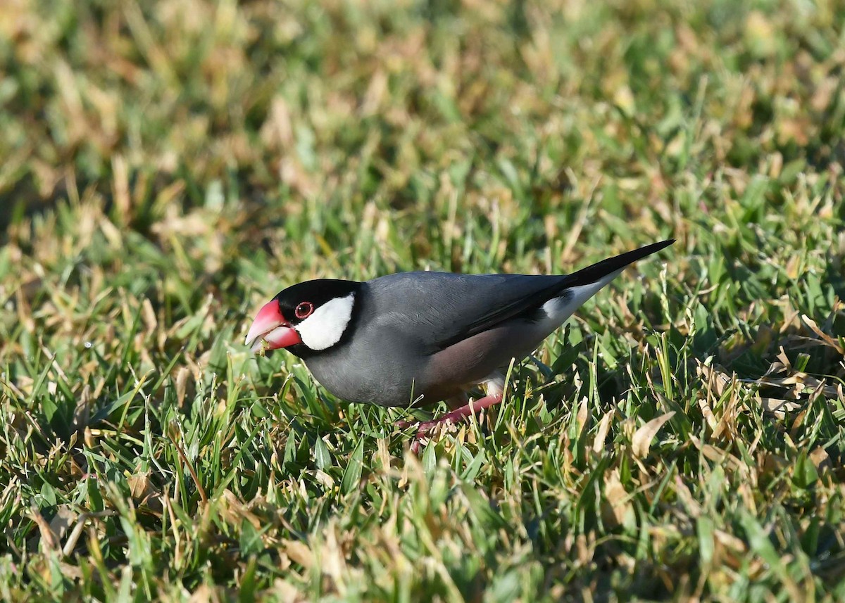 Java Sparrow - ML646267132