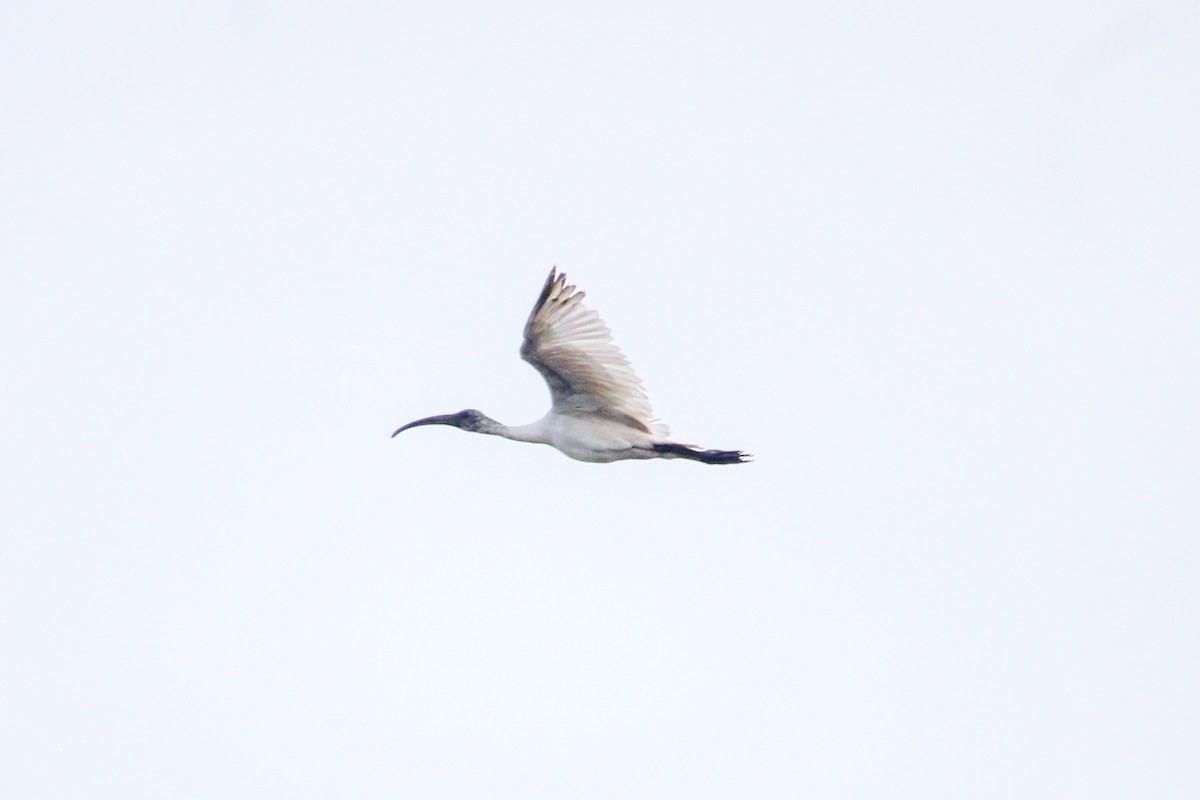 Black-headed Ibis - ML646267133