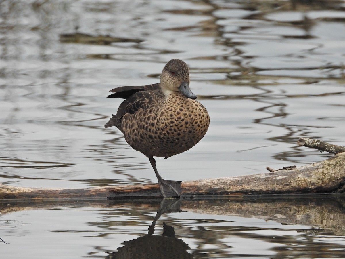 Gray Teal - ML646267134