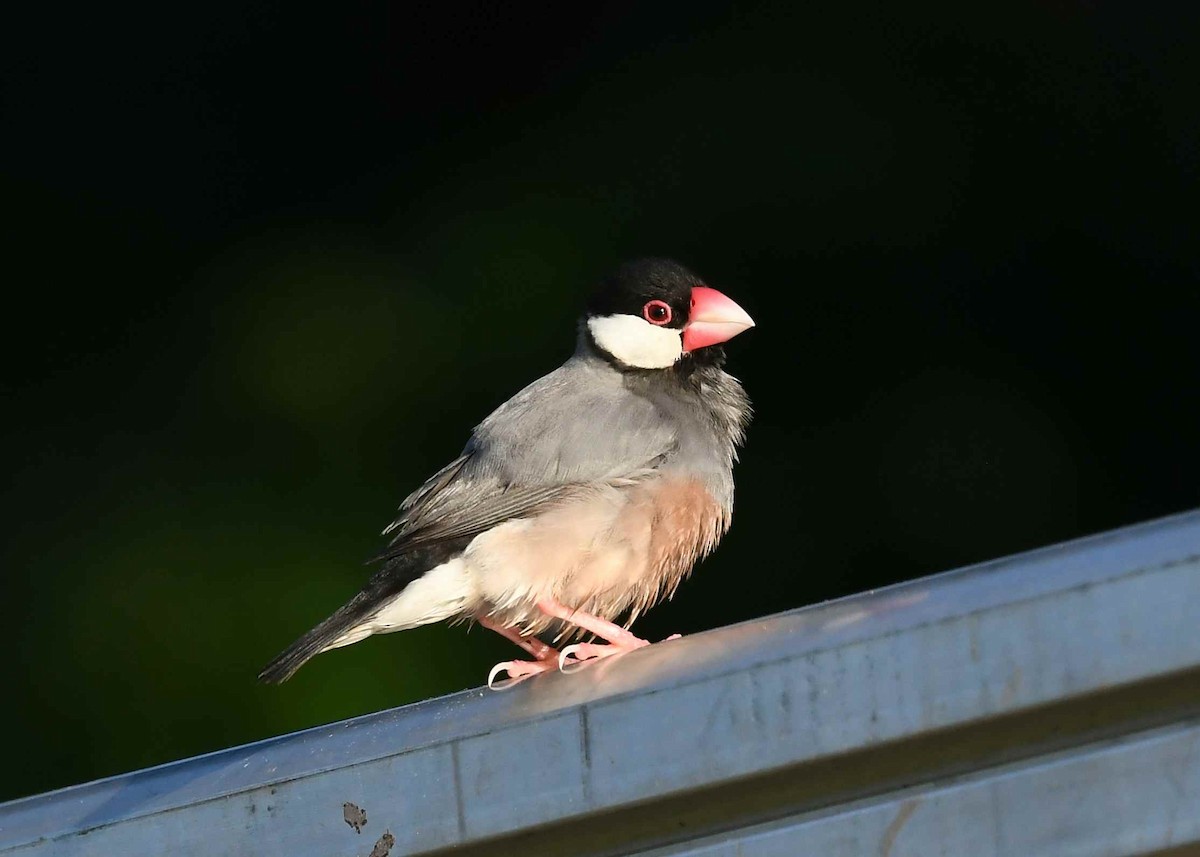 Java Sparrow - ML646267135