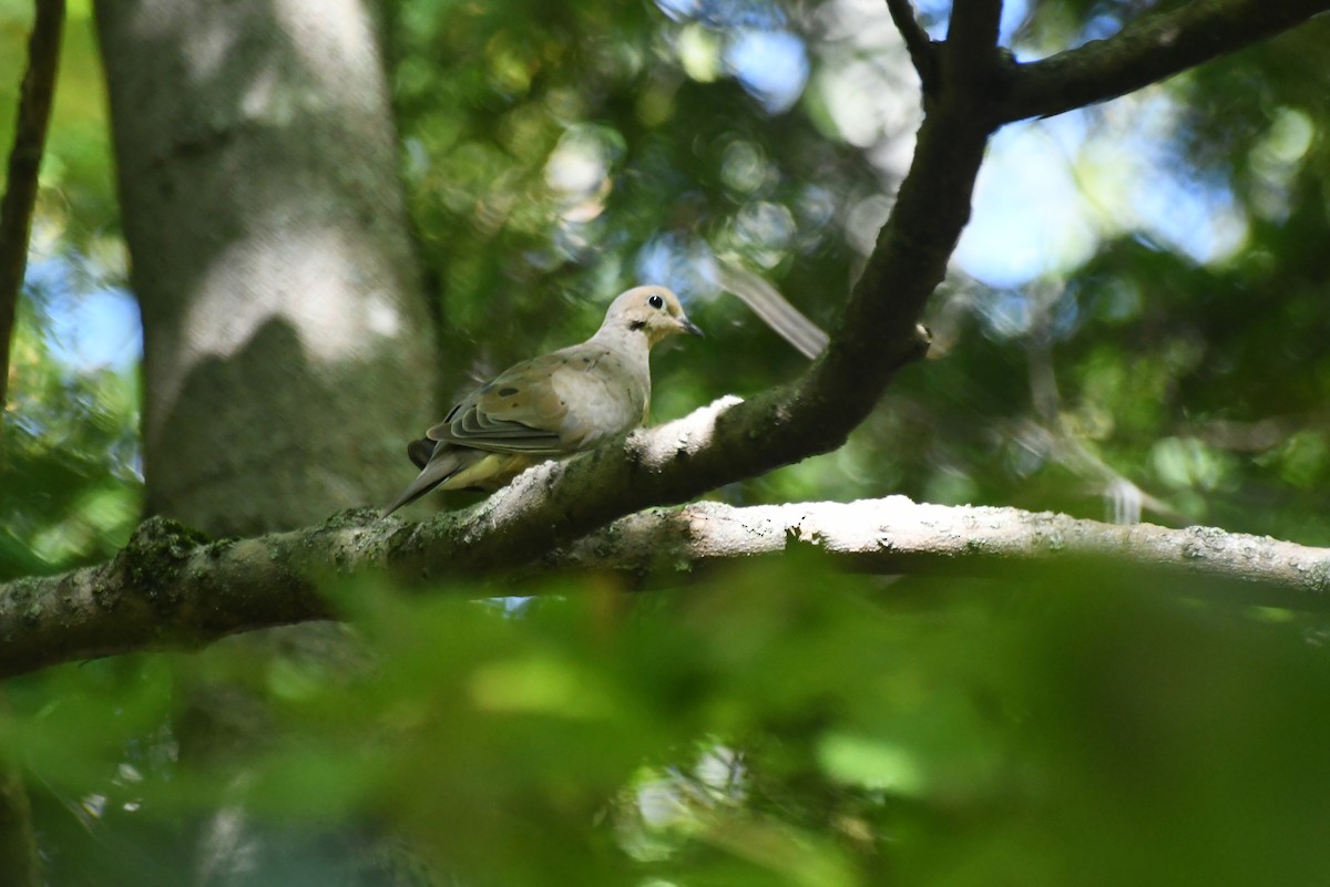 Mourning Dove - ML646267136