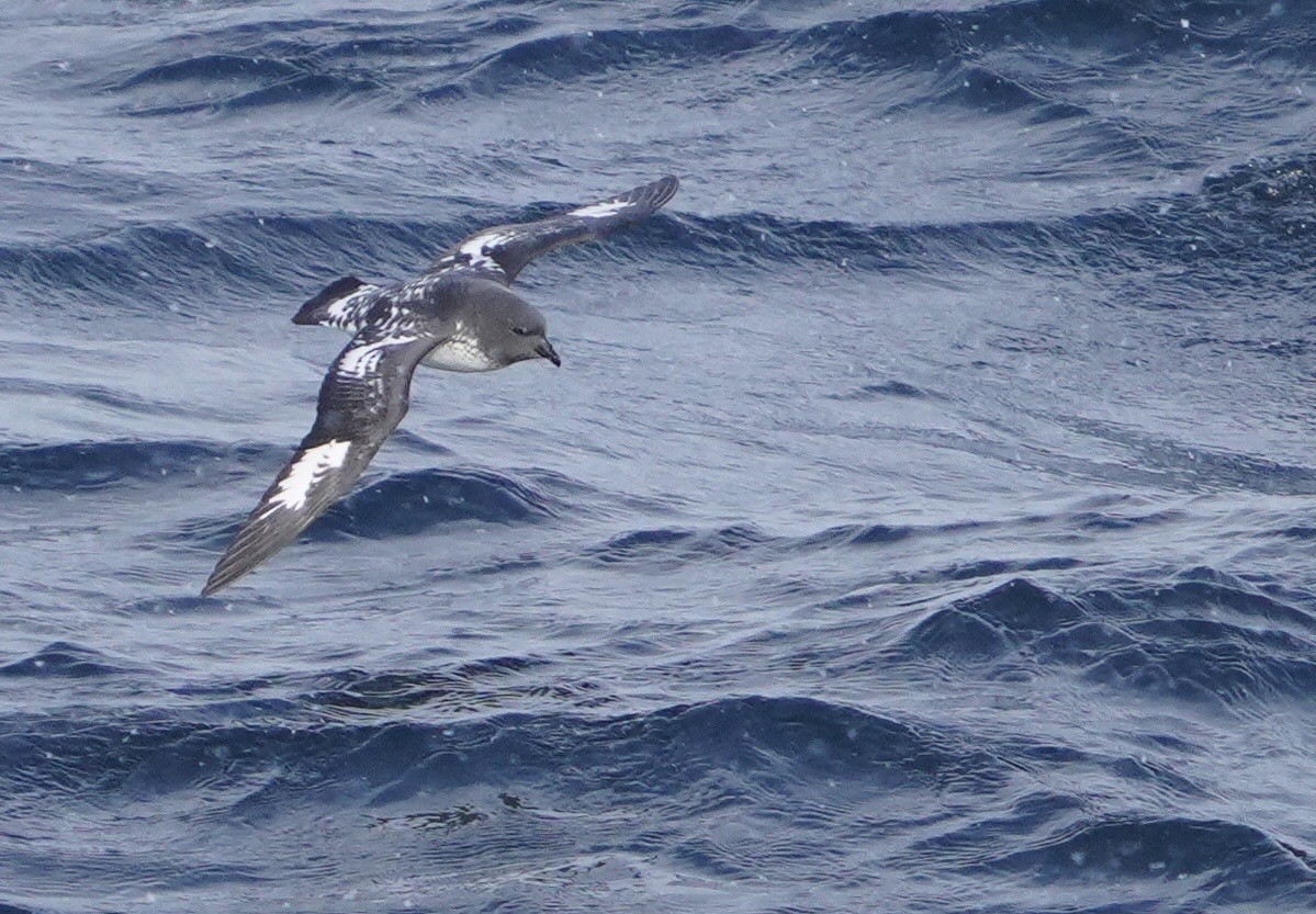 Pintado Petrel - ML646267137