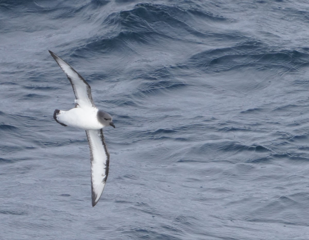 Pintado Petrel - ML646267138