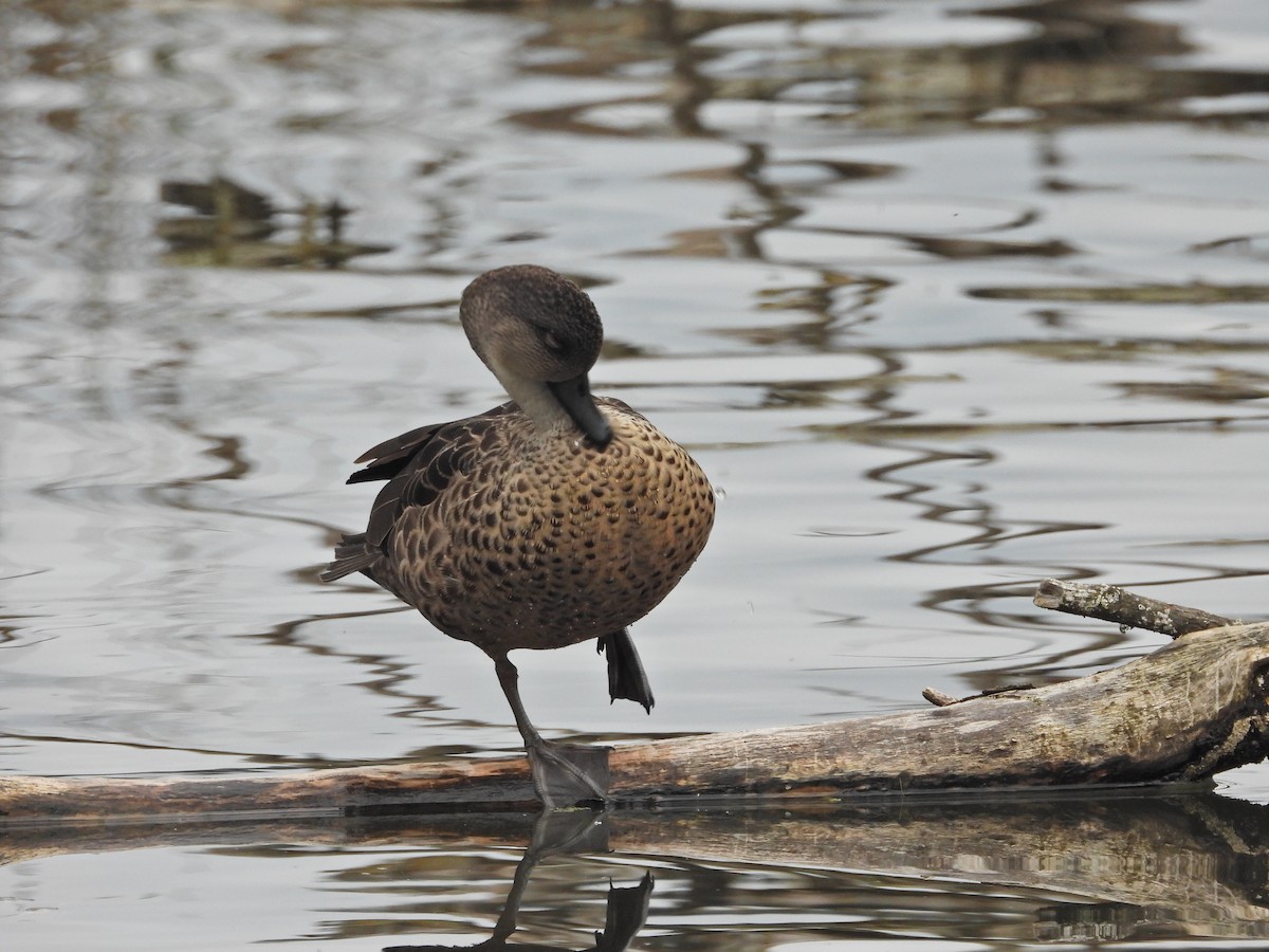 Gray Teal - ML646267139