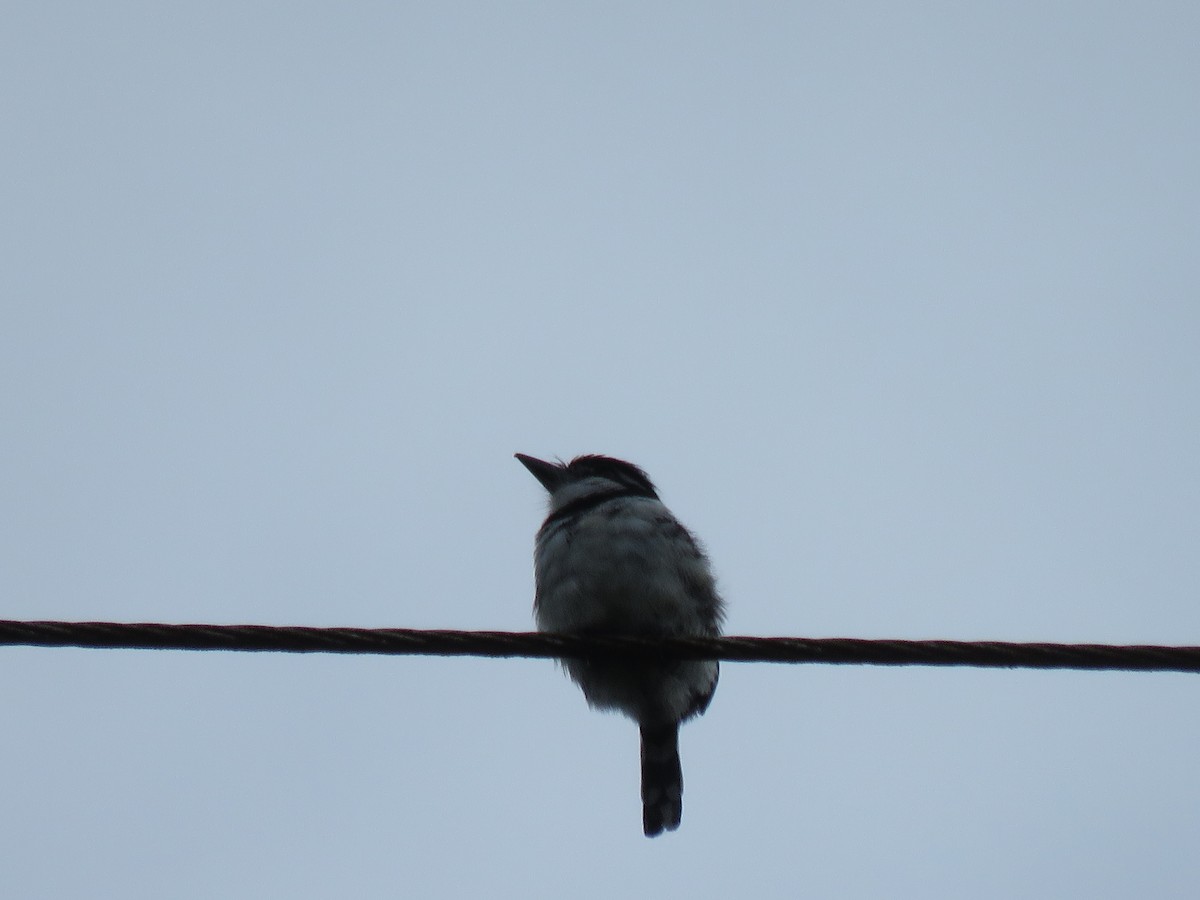 Pied Puffbird - ML646267141