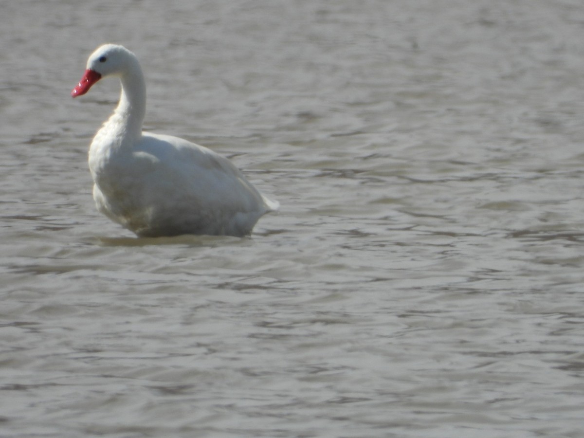 Coscoroba Swan - ML646267145