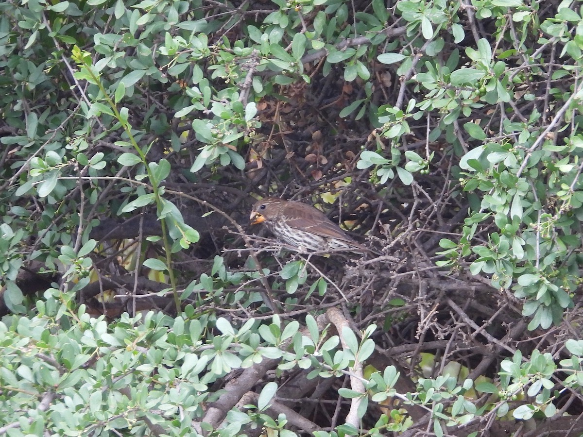 Grosbeak Weaver - ML646267146