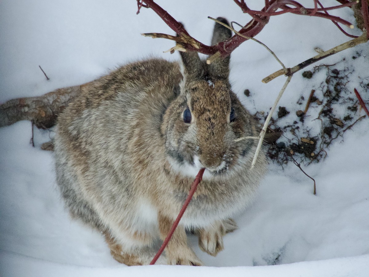lapin à queue blanche - ML646267147