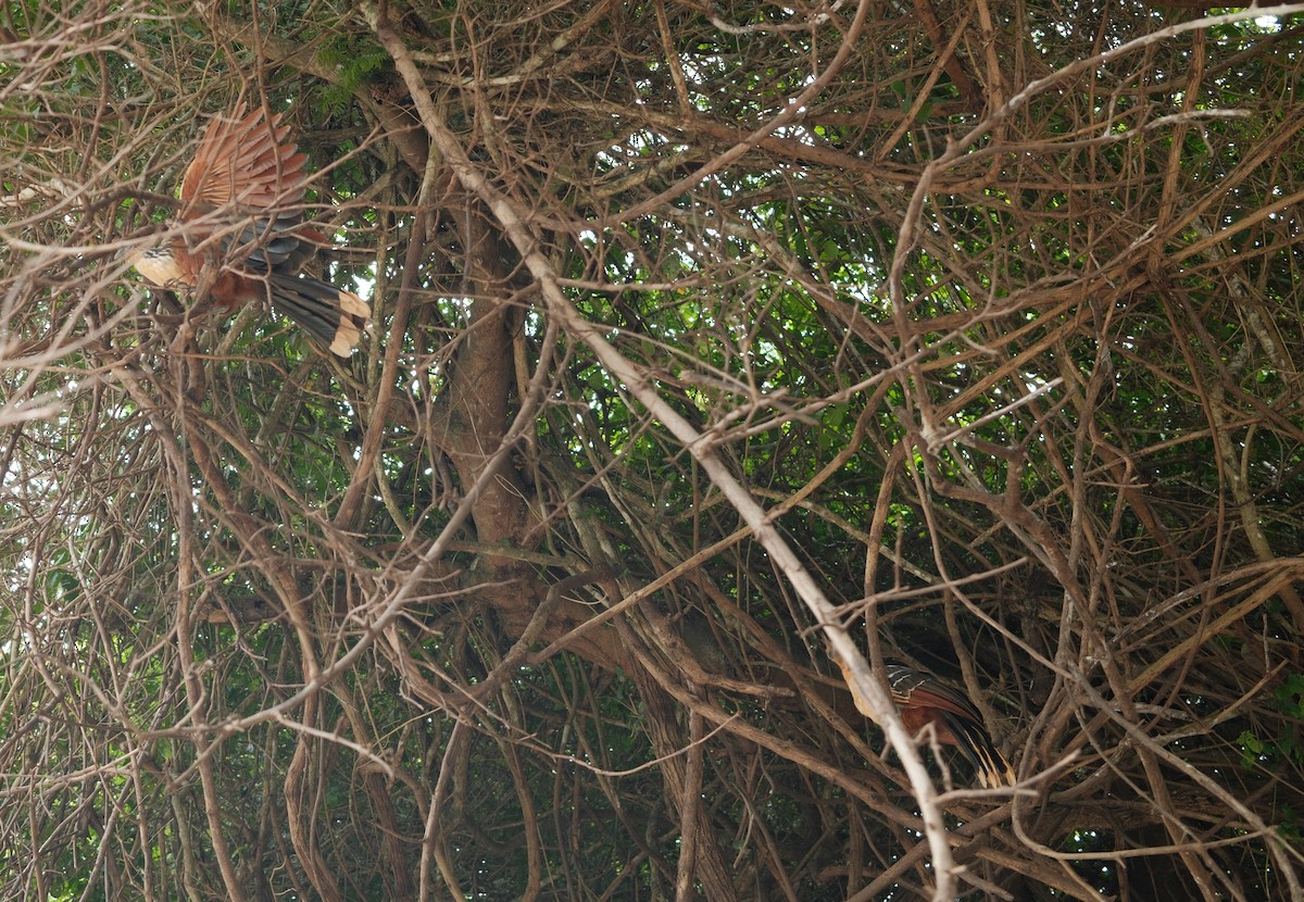 Hoatzin - ML646267159