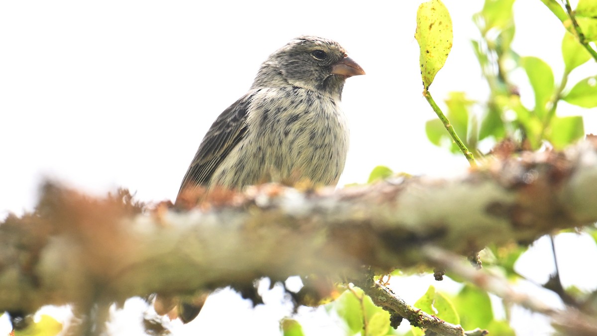 Small Ground-Finch - ML646267162