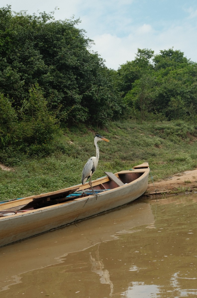 Cocoi Heron - ML646267165