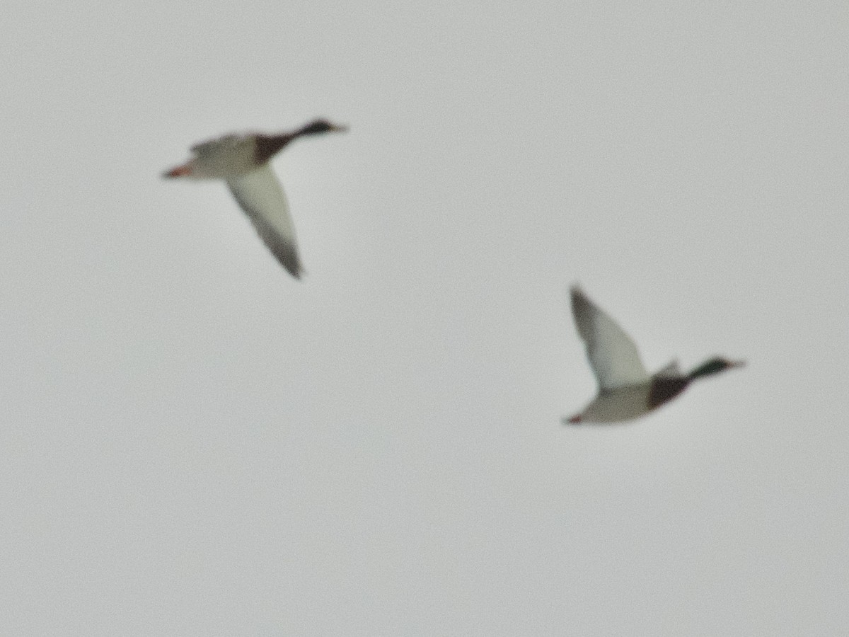 Canard colvert - ML646267166