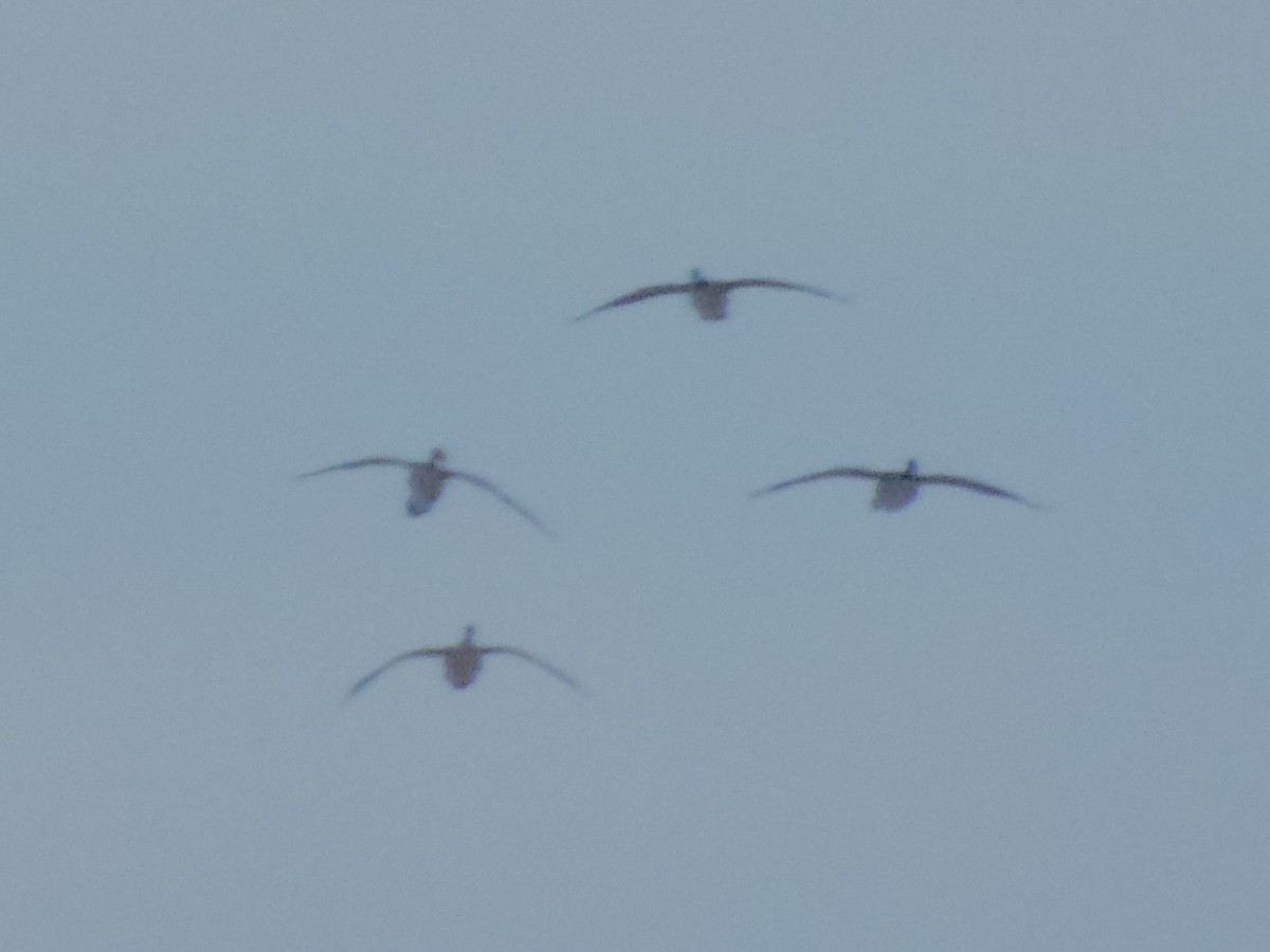 Canard colvert - ML646267167