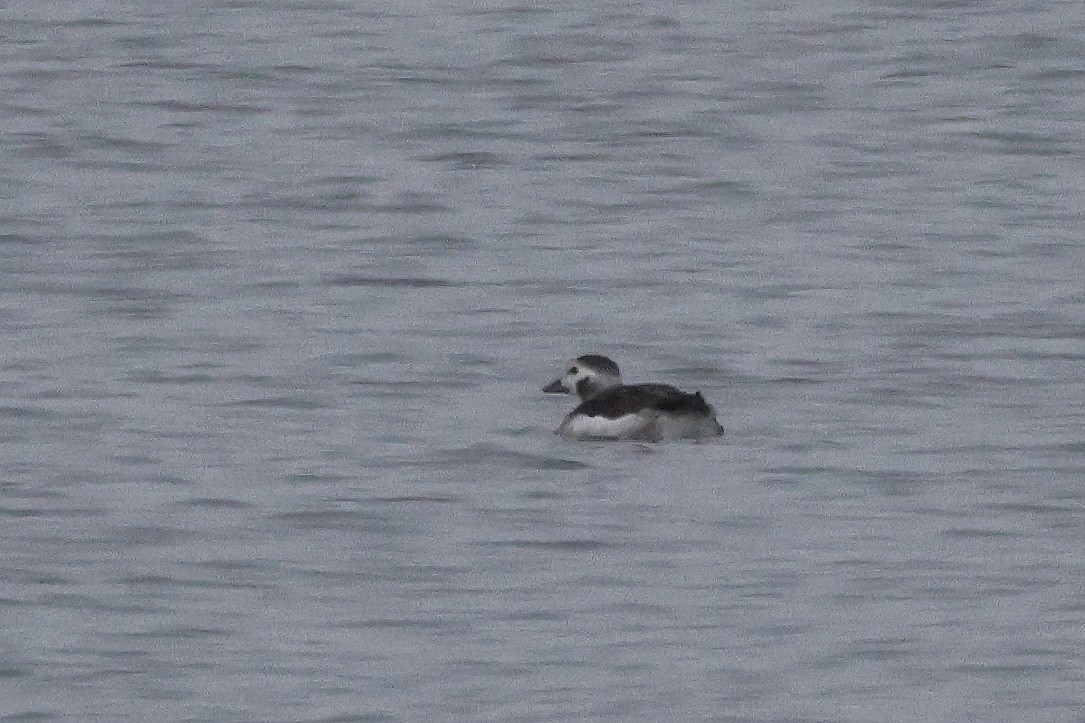 Long-tailed Duck - ML646267169