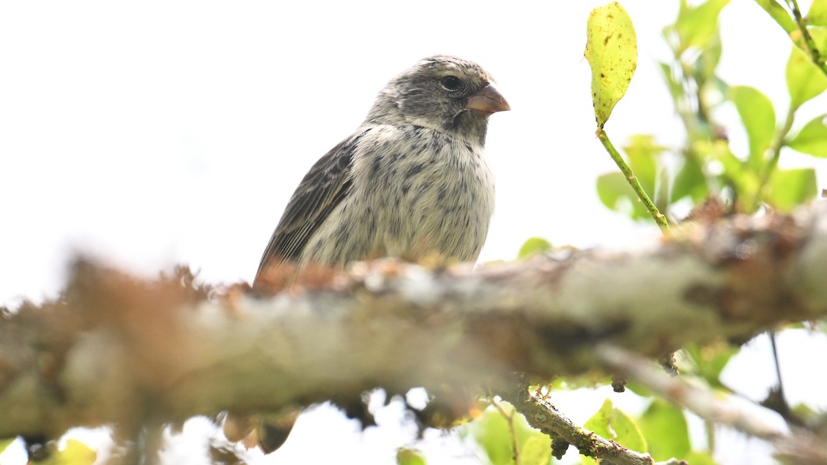 Small Ground-Finch - ML646267170