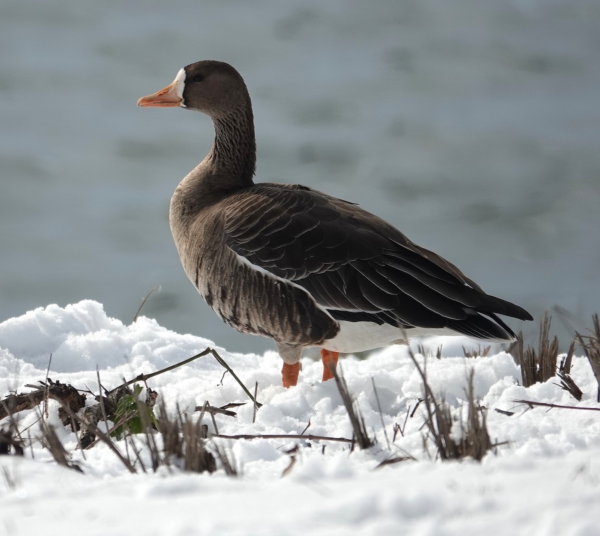 白額雁 - ML646267172