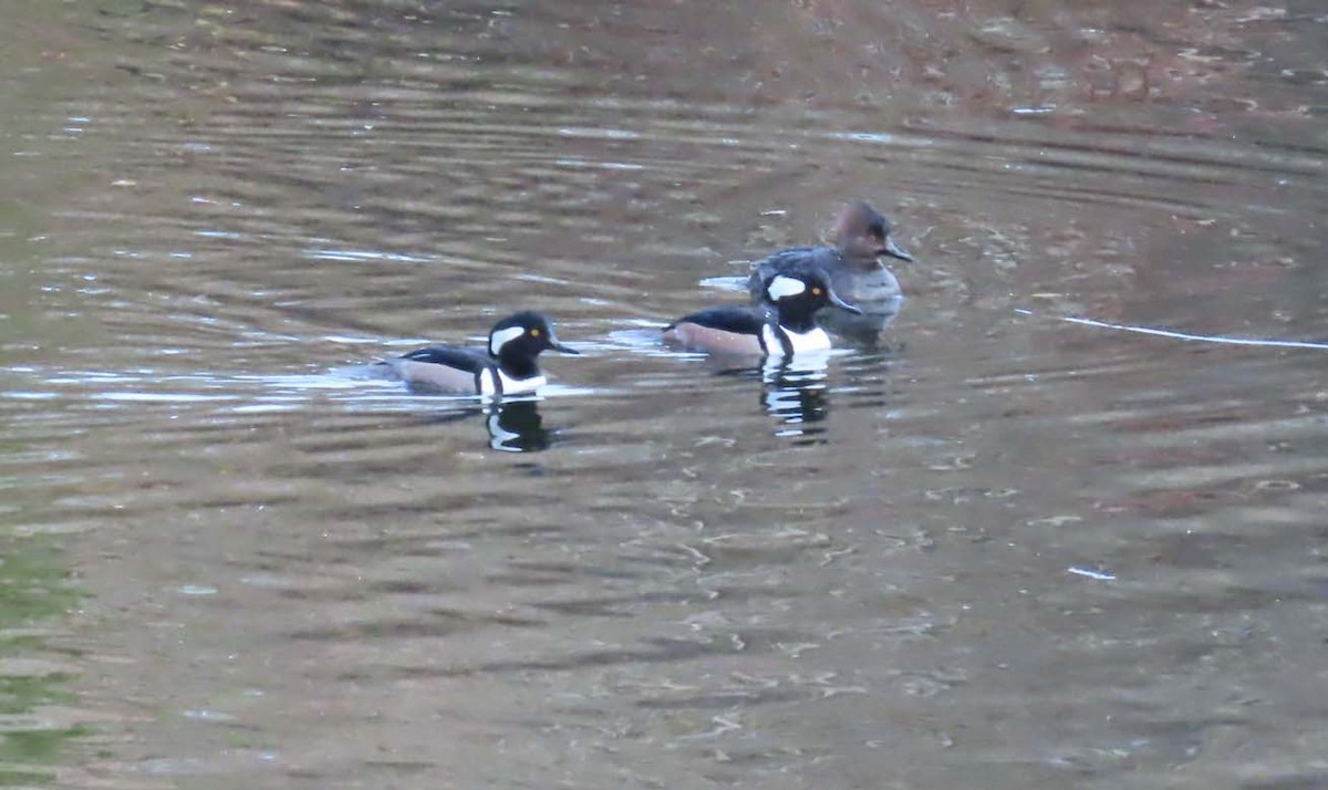 Başlıklı Tarakdiş - ML646267173