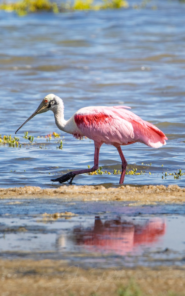 kolpík růžový - ML646267174