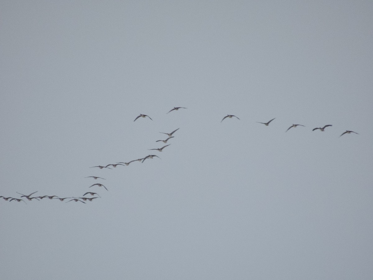 berneška velká - ML646267175