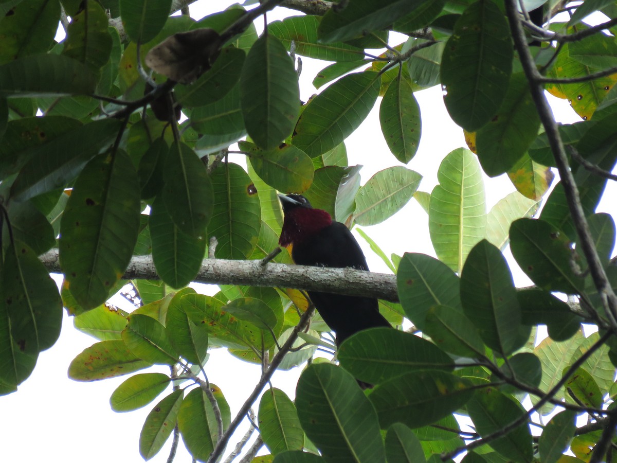 kotinga purpurovohrdlá - ML646267176