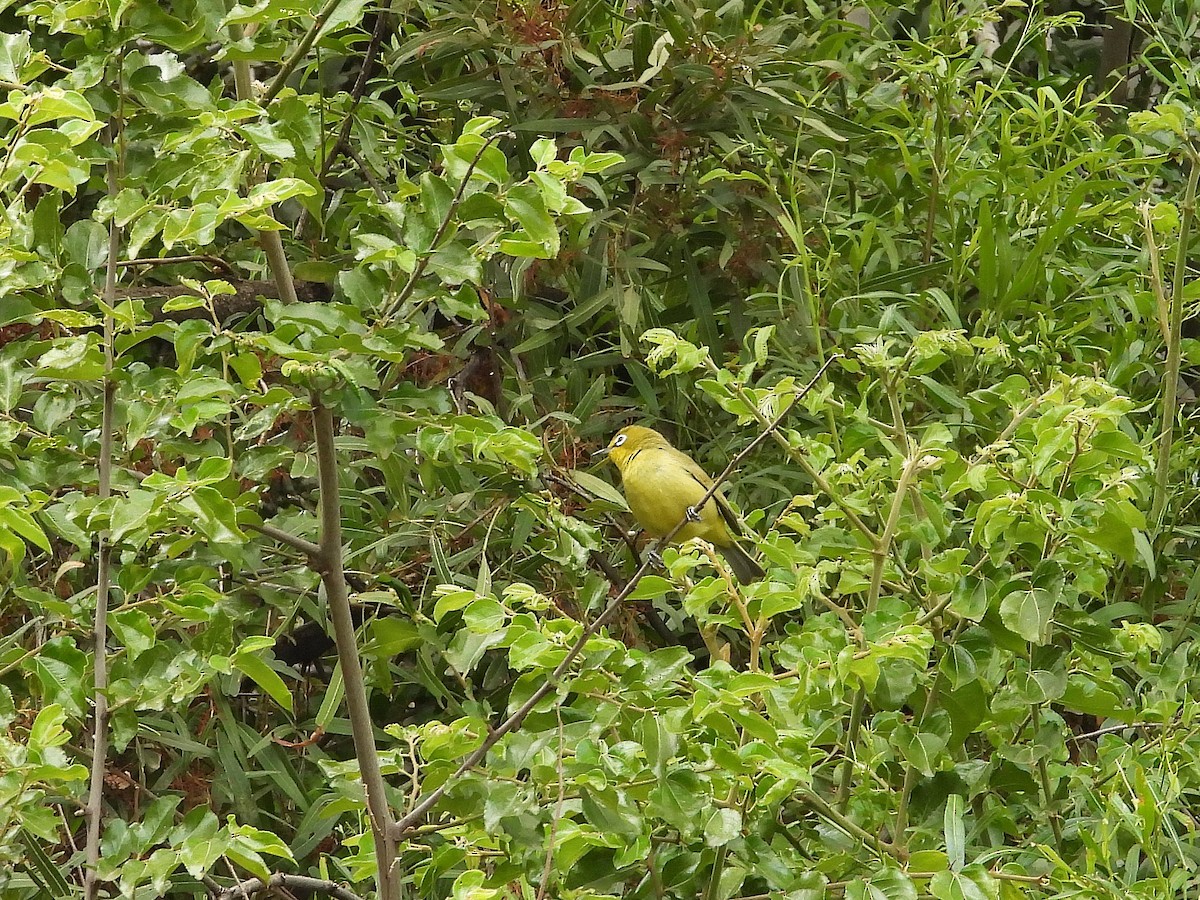 Cape White-eye (Green) - ML646267177