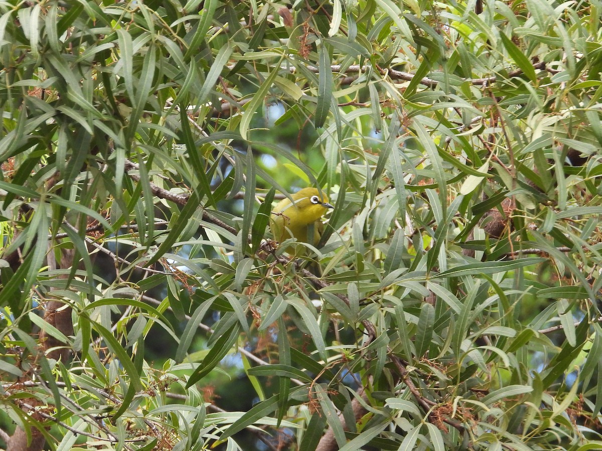 Cape White-eye (Green) - ML646267178