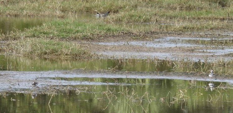 kulík rezavoocasý - ML646267179