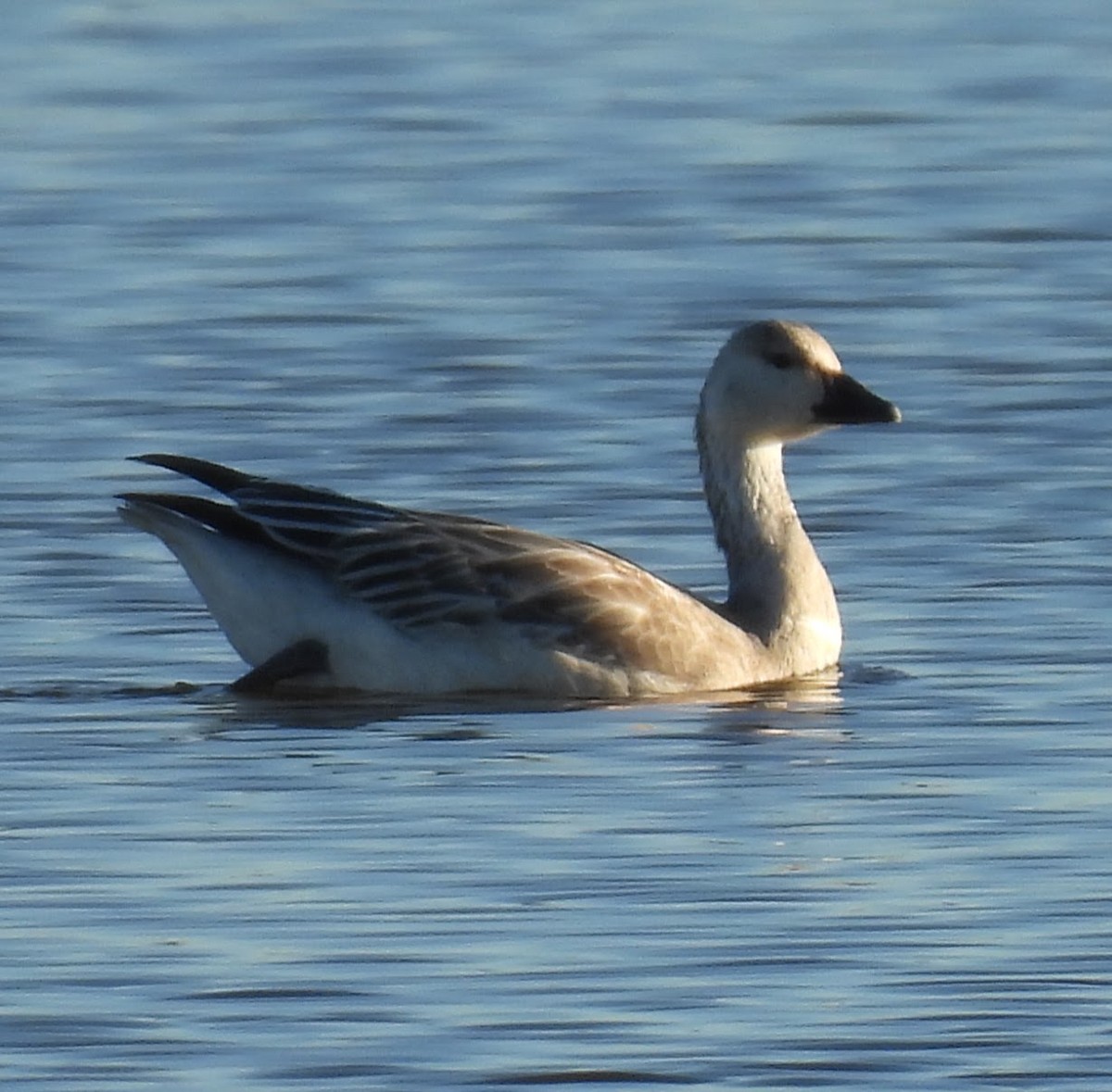 husa sněžní - ML646267181