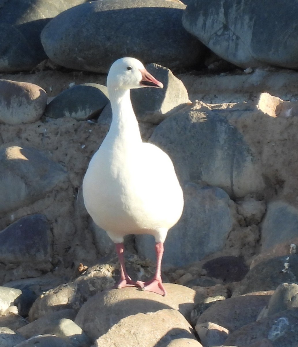 husa sněžní - ML646267182