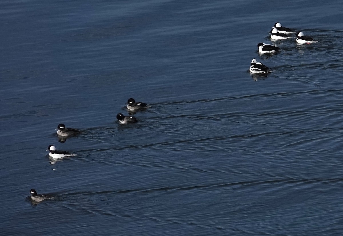 hohol bělavý - ML646267185